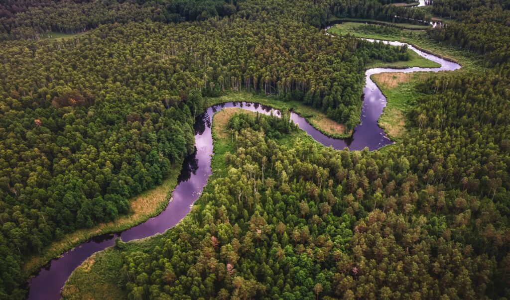 Amazon Rainforest