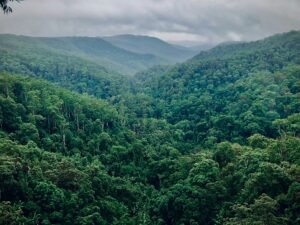 Amazon Forest