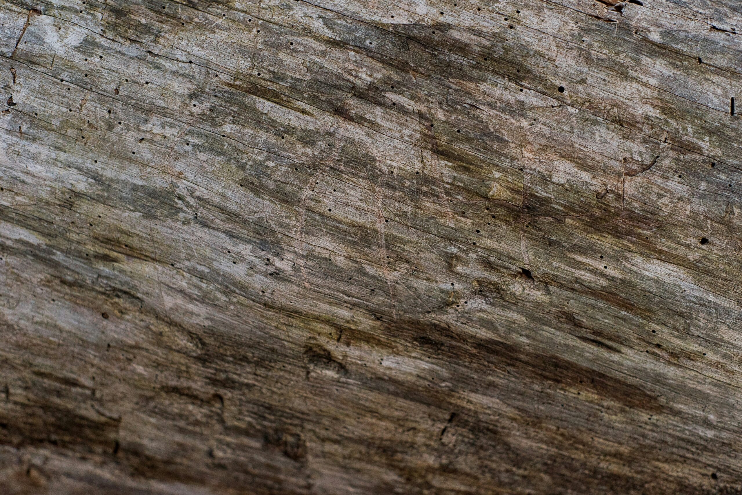 a bird is perched on a tree trunk